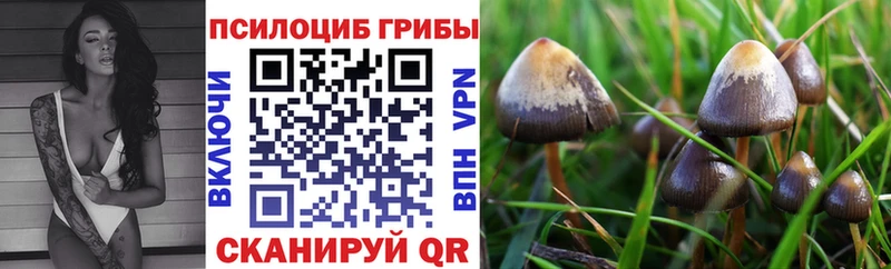 Галлюциногенные грибы Psilocybine cubensis  Артёмовск 
